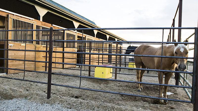A stall with a run attached keeps horses happy and active.