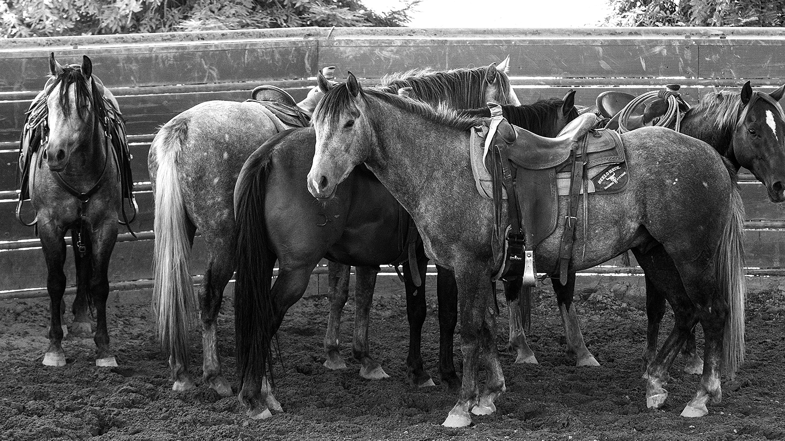 Riding papers is high on some horse owners list of priorities.