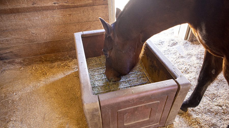 Putting hay in a slow feeder keeps horses occupied and has health benefits.