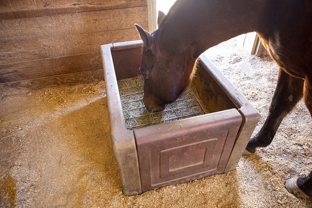 Putting hay in a slow feeder keeps horses occupied and has health benefits.