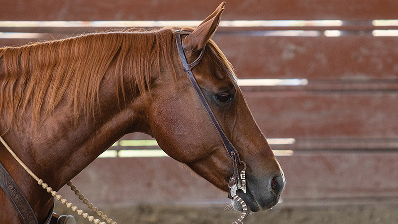 Clayton Edsall's gelding is a great gelding.