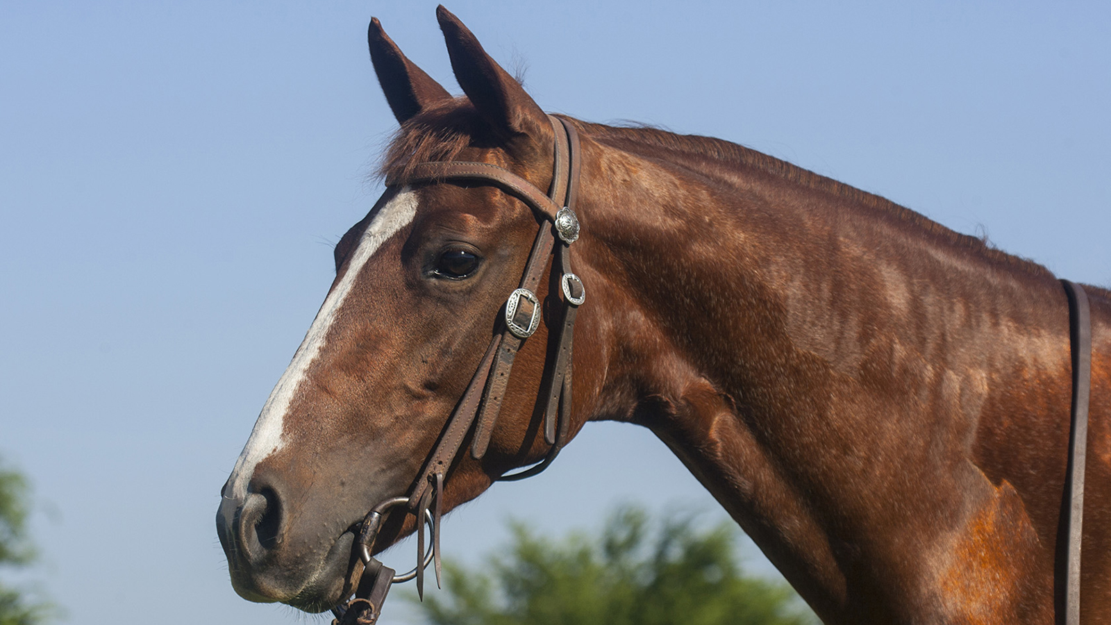 horse wearing a snaffle bit