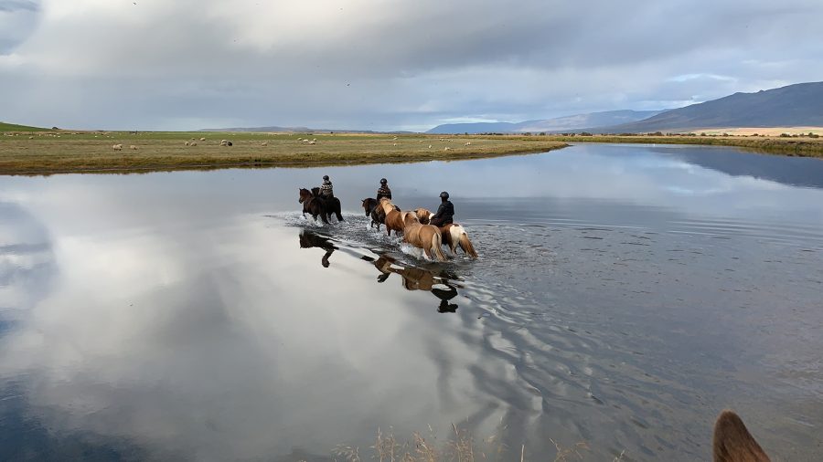 A fall gather in Iceland rounds up horses and sheep.