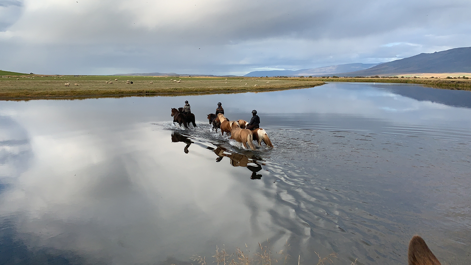A fall gather in Iceland rounds up horses and sheep.