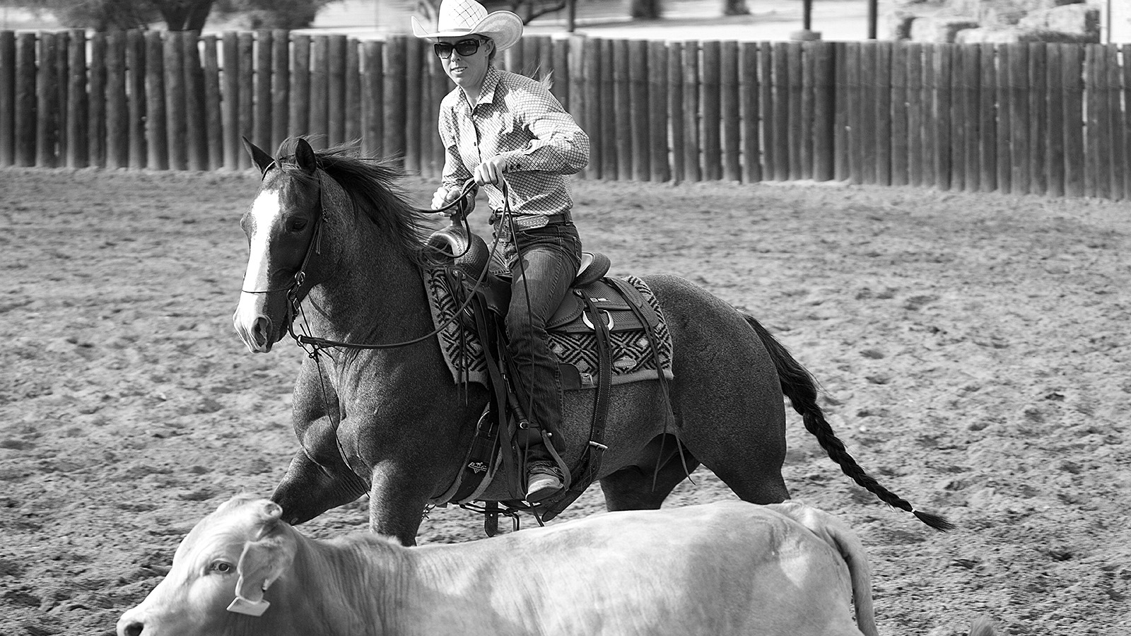 A fresh set of cows is every turnback rider's dream.