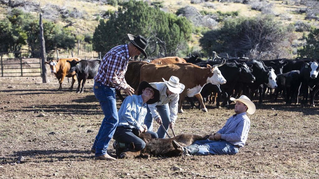 O RO cowboys brand cattle