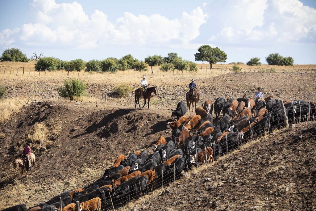 O RO cowboys drive cattle to fall pasture.