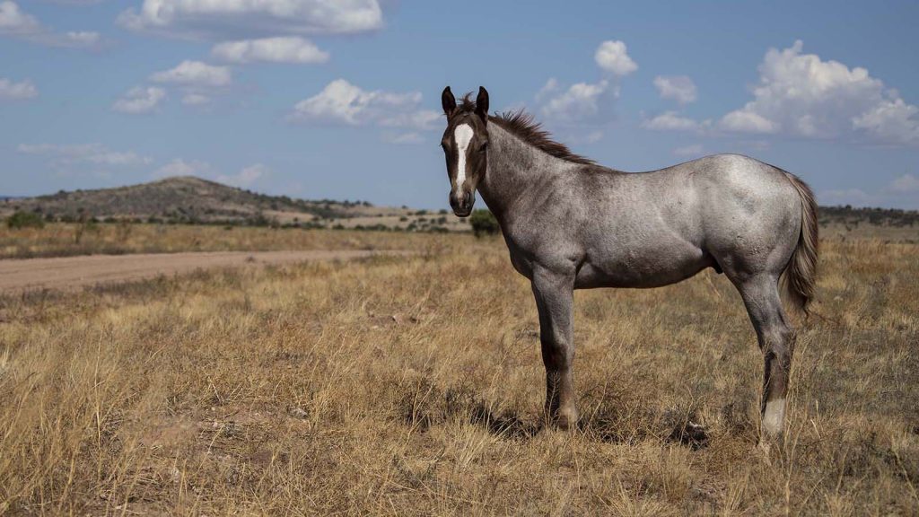O RO colt roams the range.