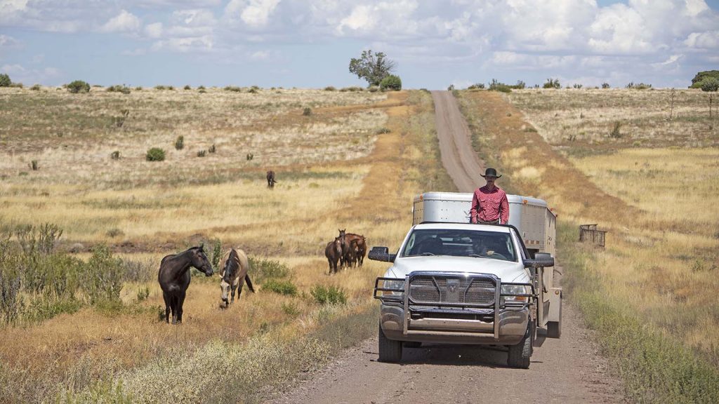 A truck and trailer drive past horses during the photography workshop