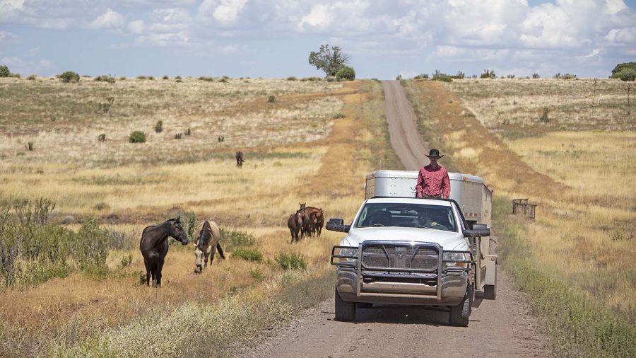Cowboys driving on O RO Ranch