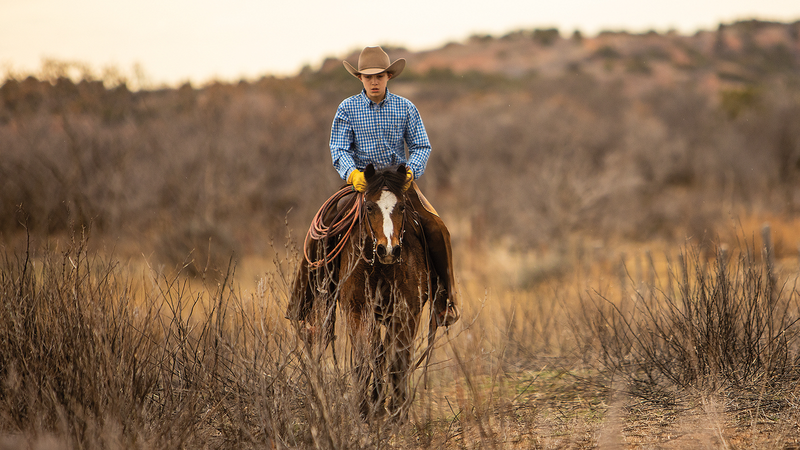 Tugboat will be auctioned at the Western Heritage Classic Horse Sale in May in Abilene, Texas.