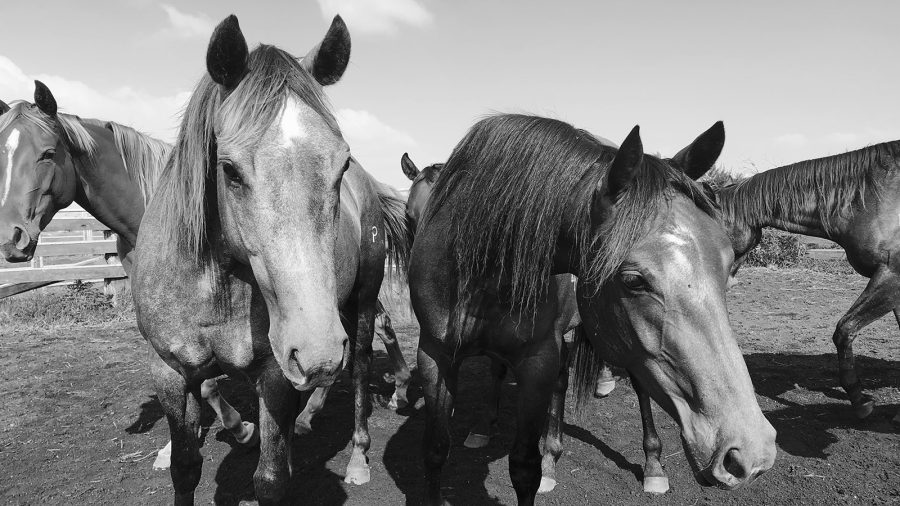 No matter the horse, it seems they're all accident prone.