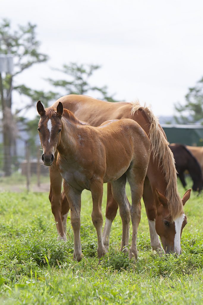 A mare and foal eat grass at Angola prison.