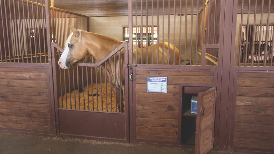 horse in stall