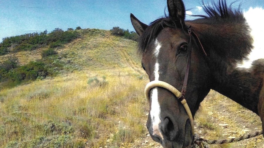 Horse enthusiasts will enjoy the book Horse Head: Brain Science & Other Insights