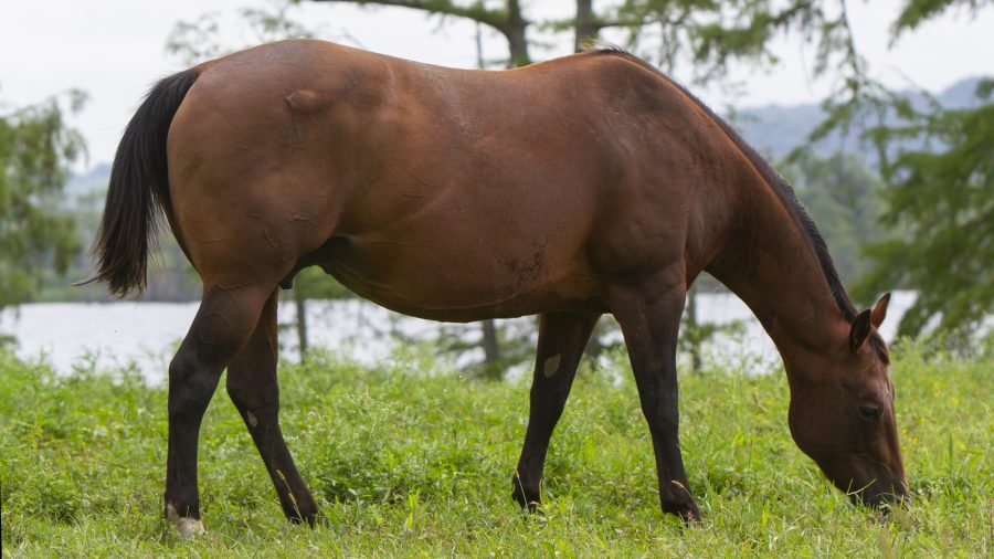 A pregnant mare eats grass at Angola prison in Louisiana.