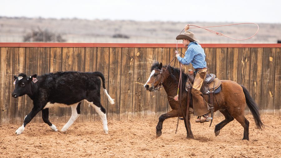 Blaine Roberts works with Tugboat the pony on Tongue River Ranch.