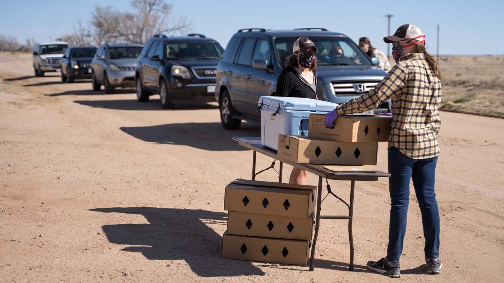Cars line up to receive beef donated by Chico Basin Ranch.
