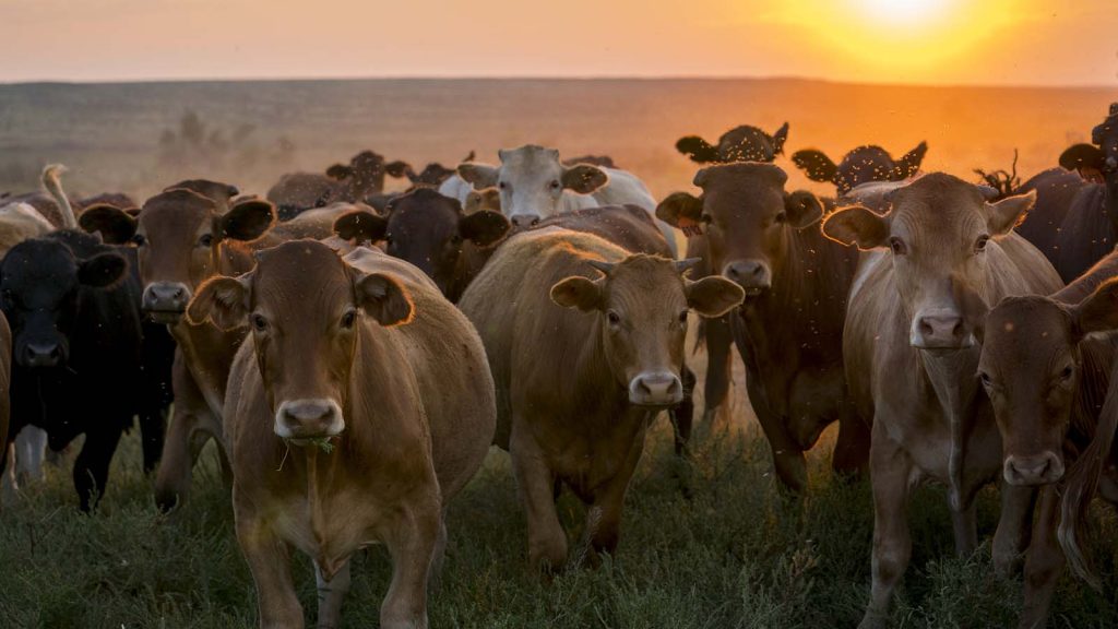 Chico basin donates beef from its ranch to families during the pandemic.