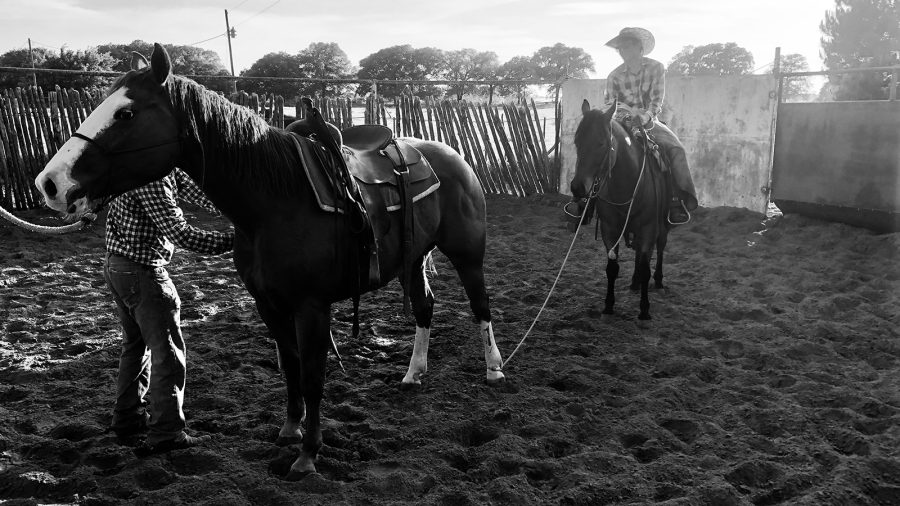 The Neuberts catch colts by a hind leg.
