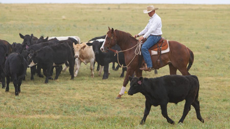Trevor Carter paired with Stock Horse of Texas to develop Plan 4 Progress.
