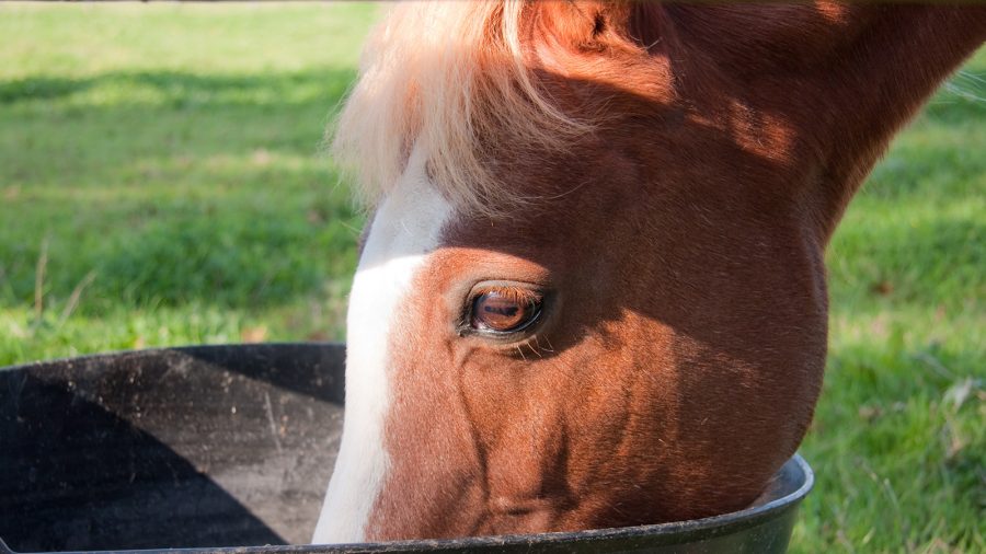 ADM horse