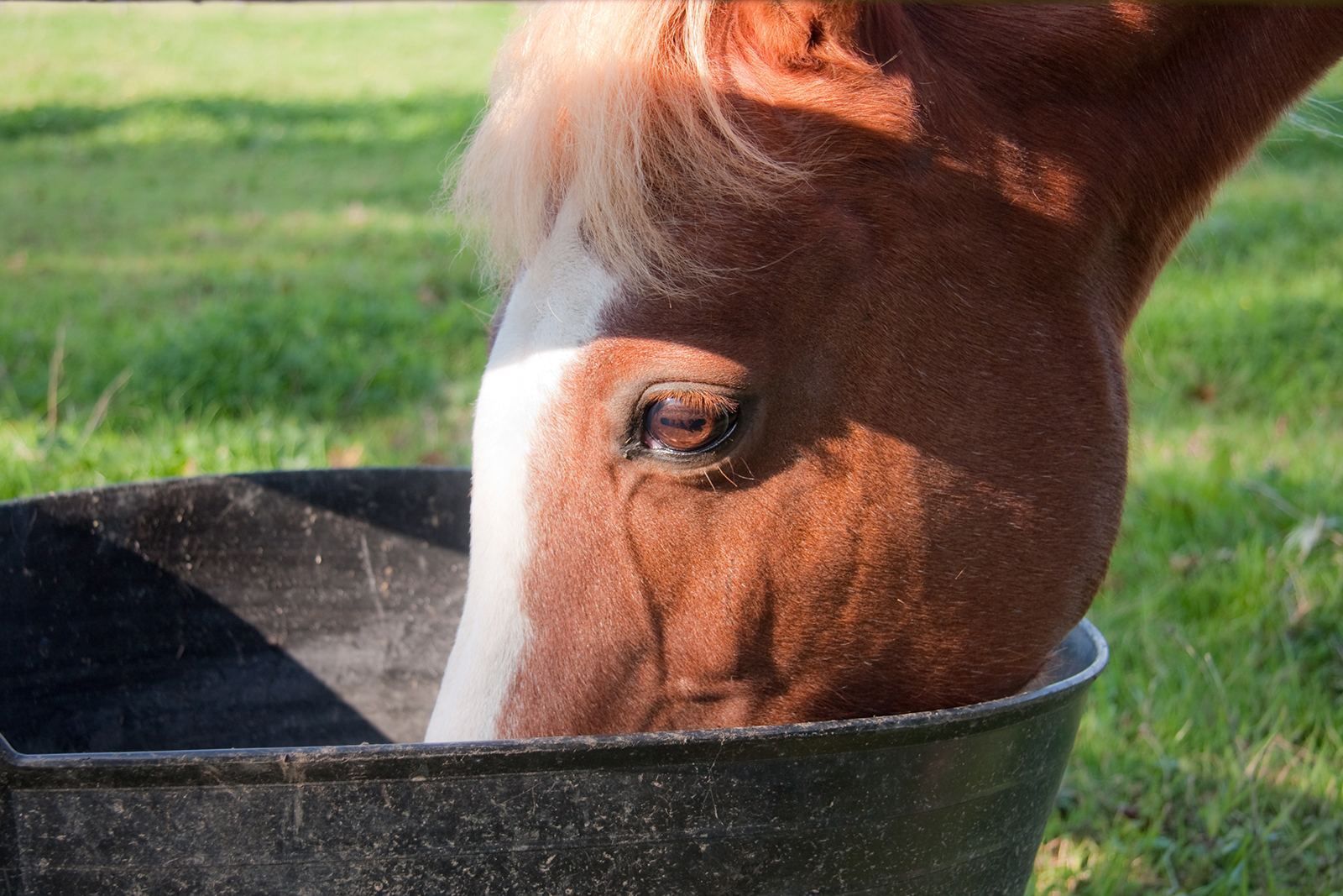 ADM horse