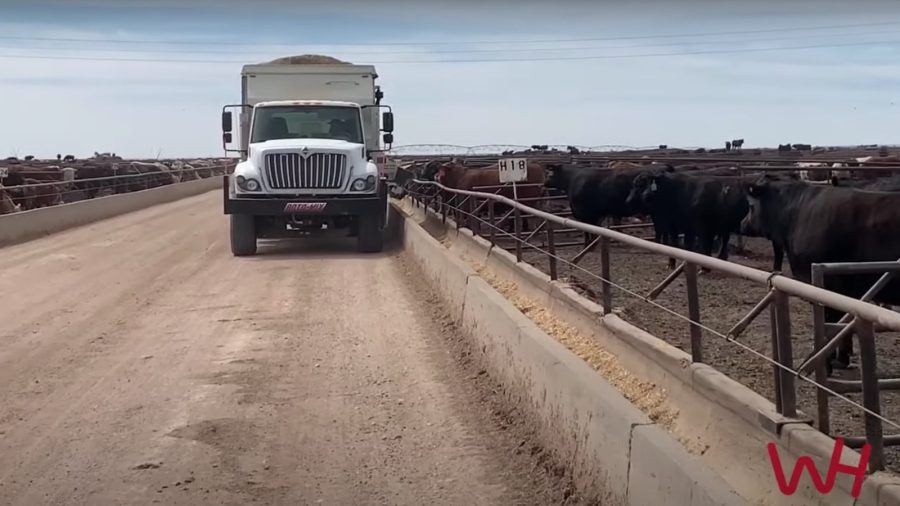 feedyard tour of Bar-G feedyard