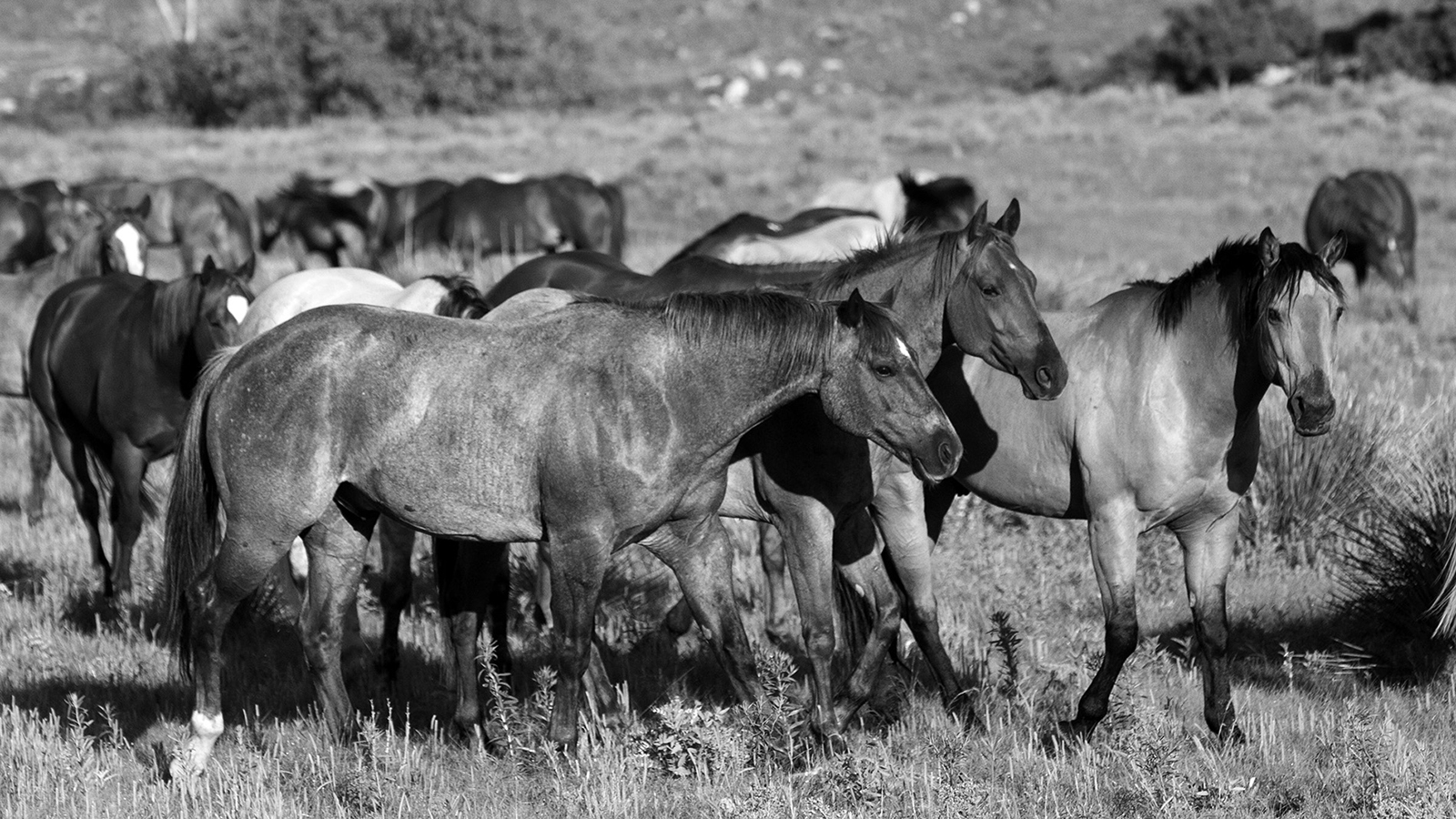 Assessing good horses is like tasting wine.