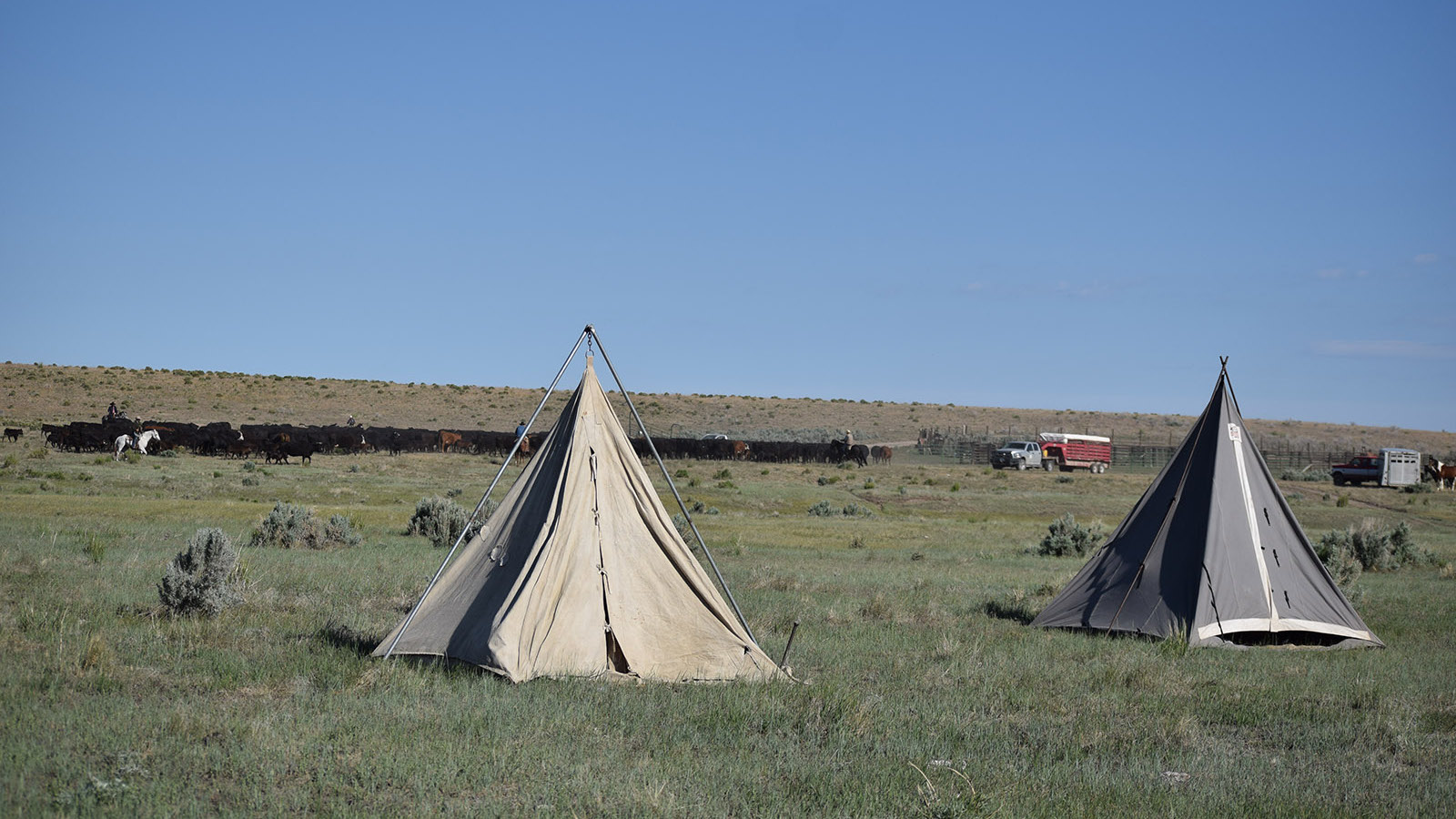 cowboy camp with Jolyn Young running the cook wagon
