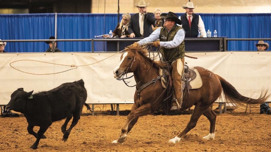 horses previewing at horse sales