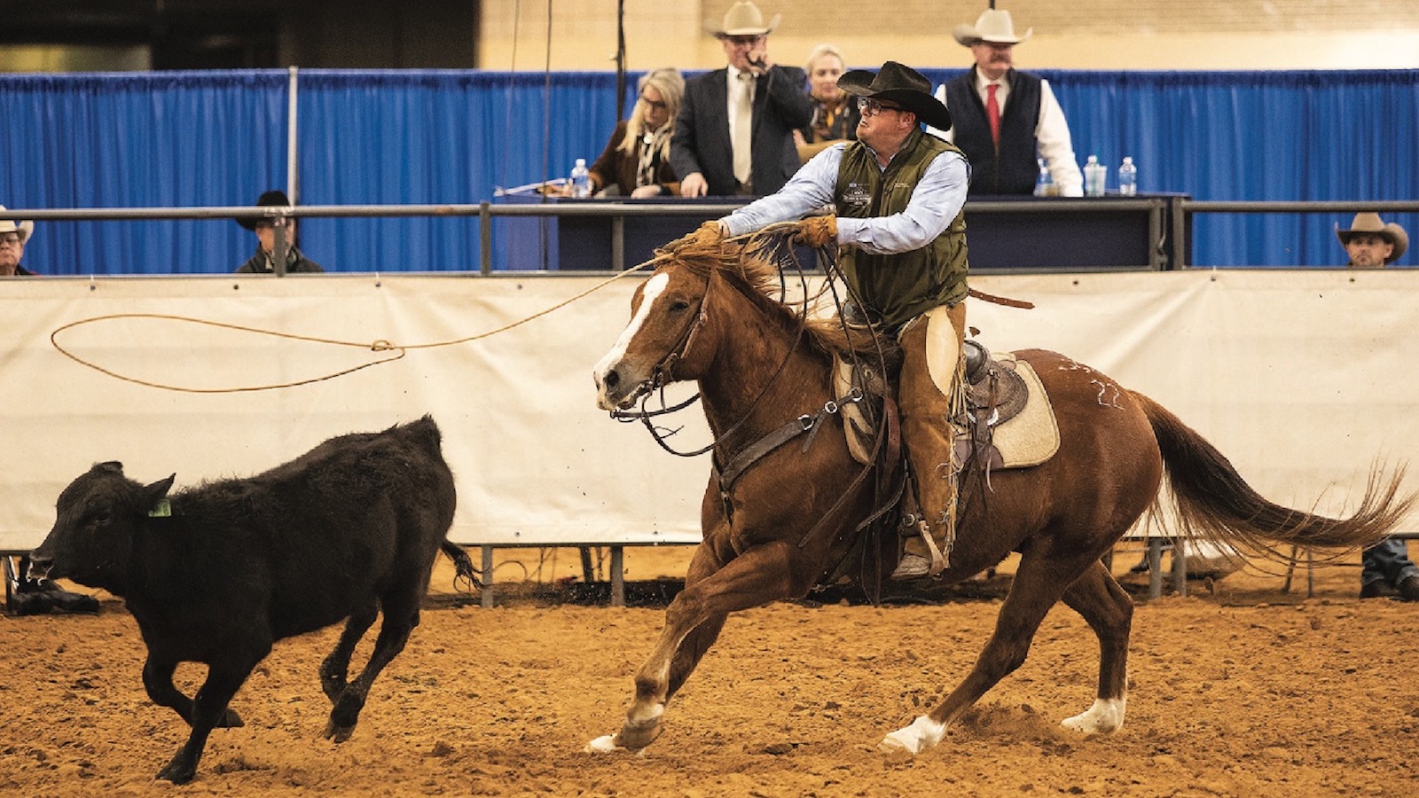 horses previewing at horse sales