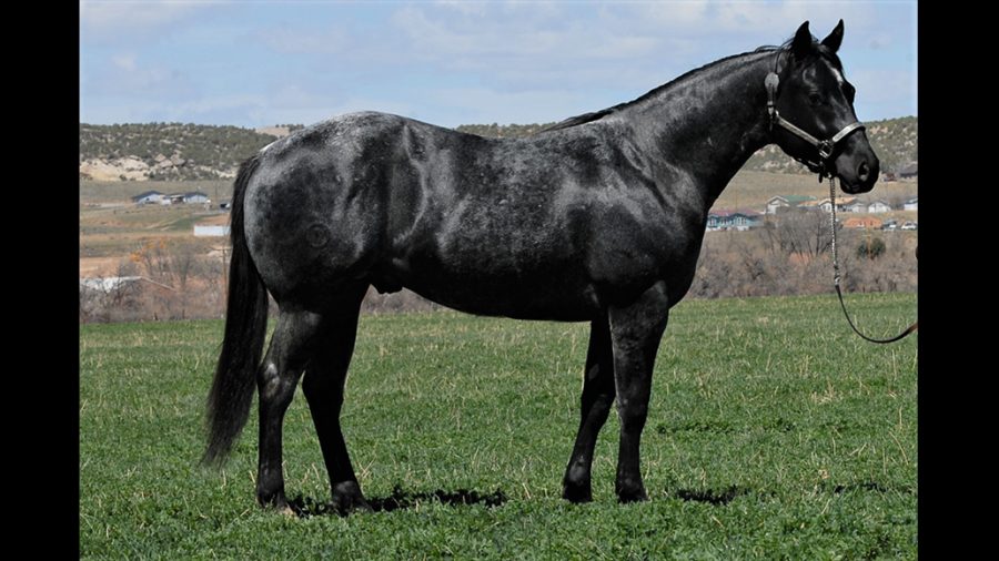 The 2020 Wyo Quarter Horse Ranch Sale was a huge success.