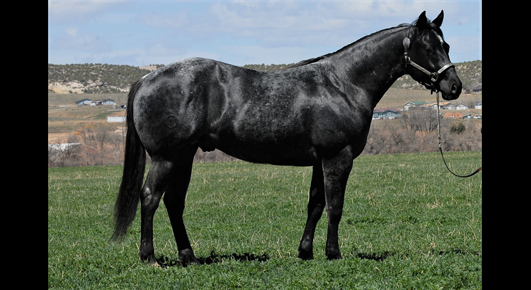 The 2020 Wyo Quarter Horse Ranch Sale was a huge success.