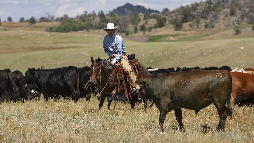 Training a cutting horse in the pasture