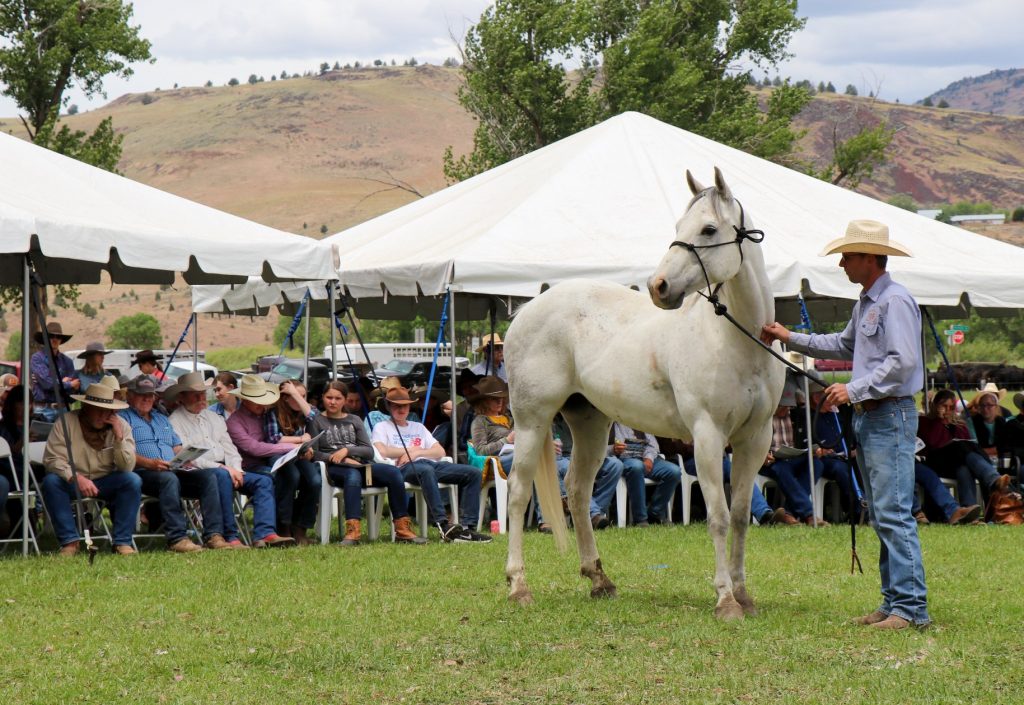 Horses auctioned at Ranchers Horse Sale