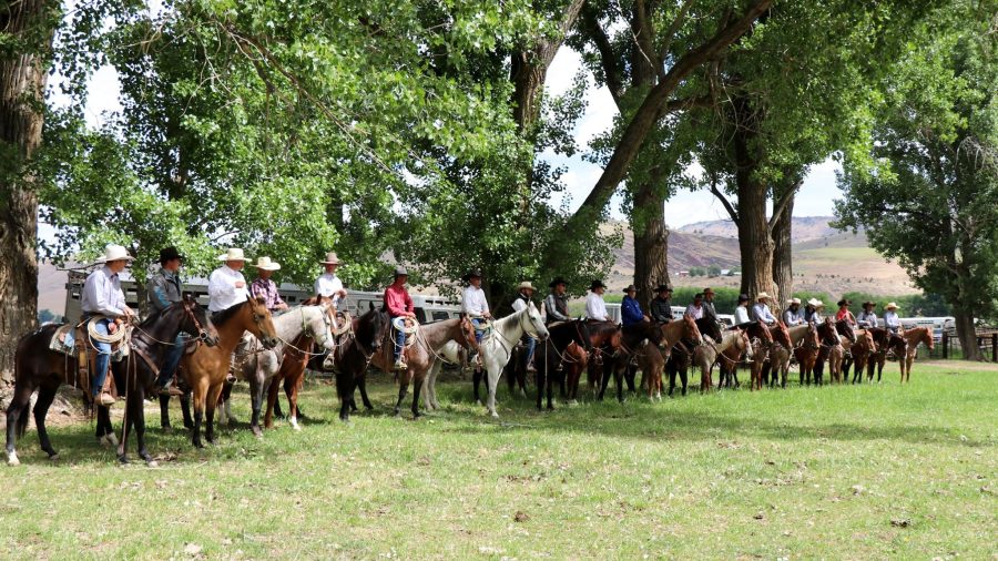 Horses for sale at Ranchers Horse Sale