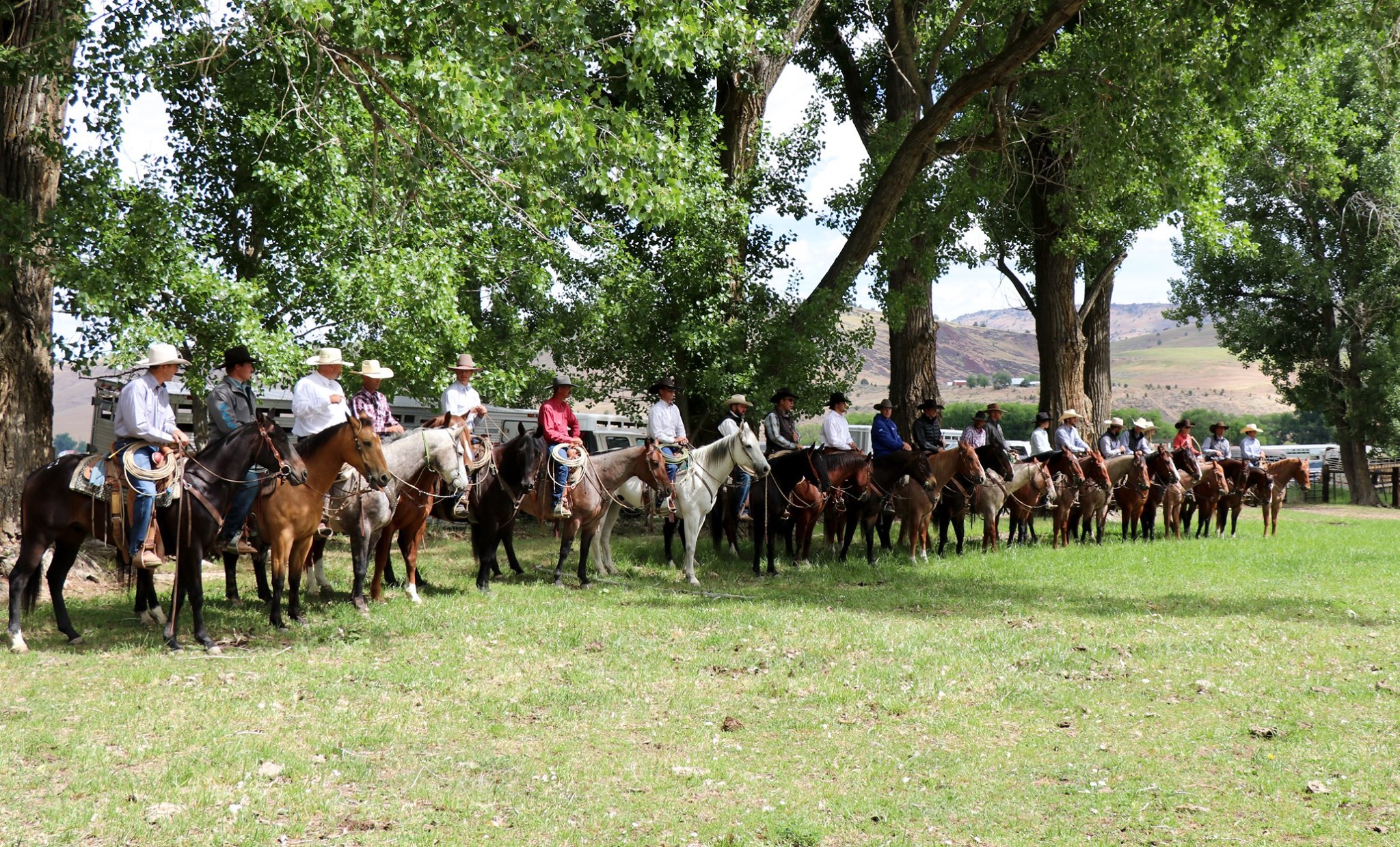 Horses for sale at Ranchers Horse Sale