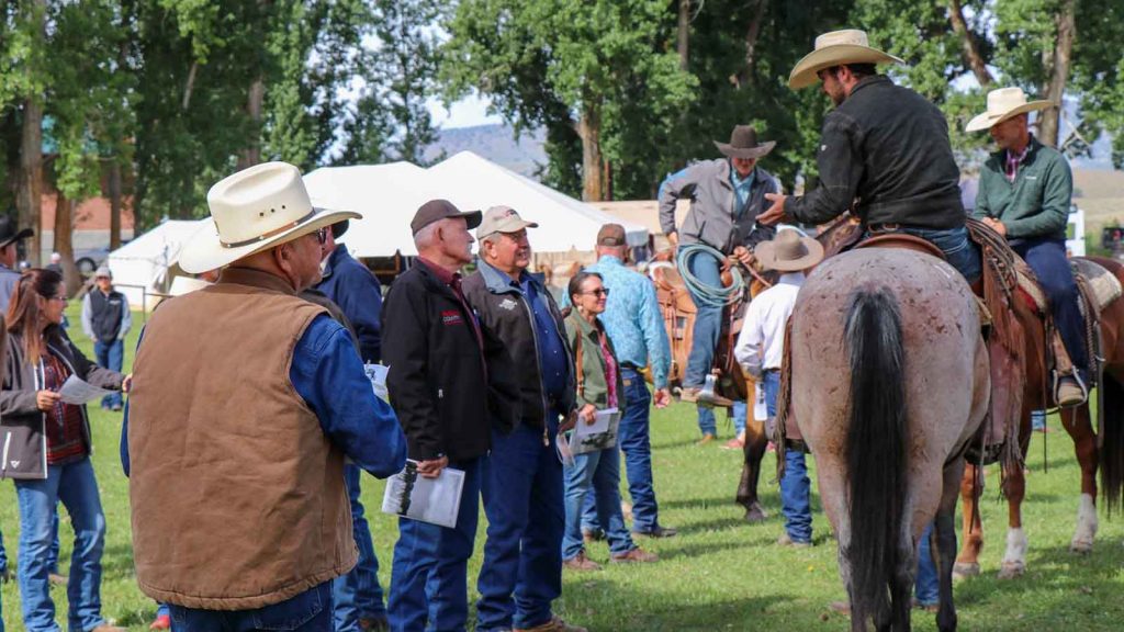 Horses and riders are matched at Ranchers Horse Sale