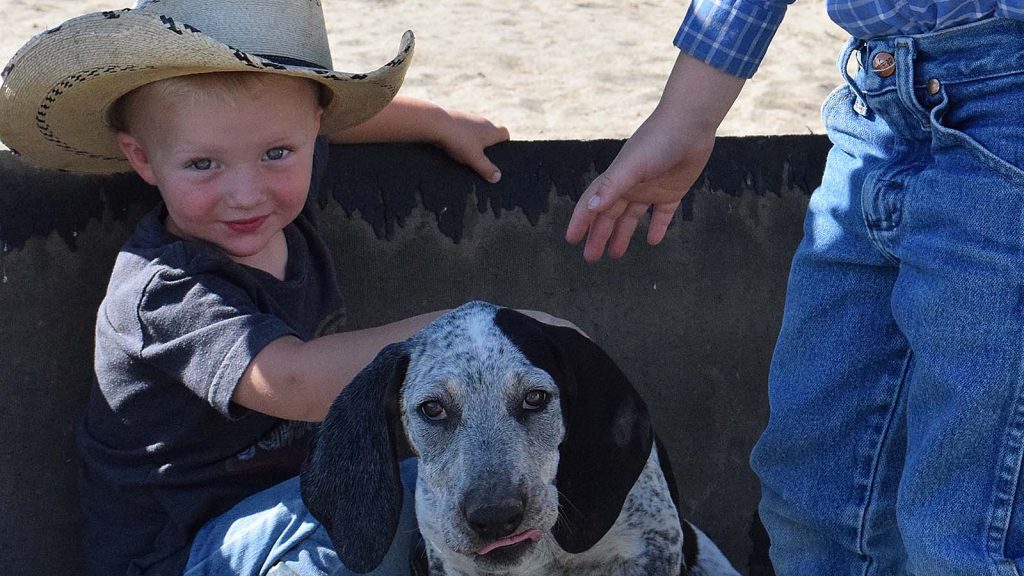 Hound-dog puppies on the ranch