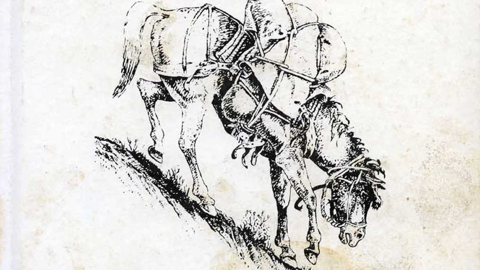 stockman horse walking downhill