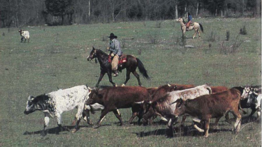 Twin Pines Ranch herding corriente cattle