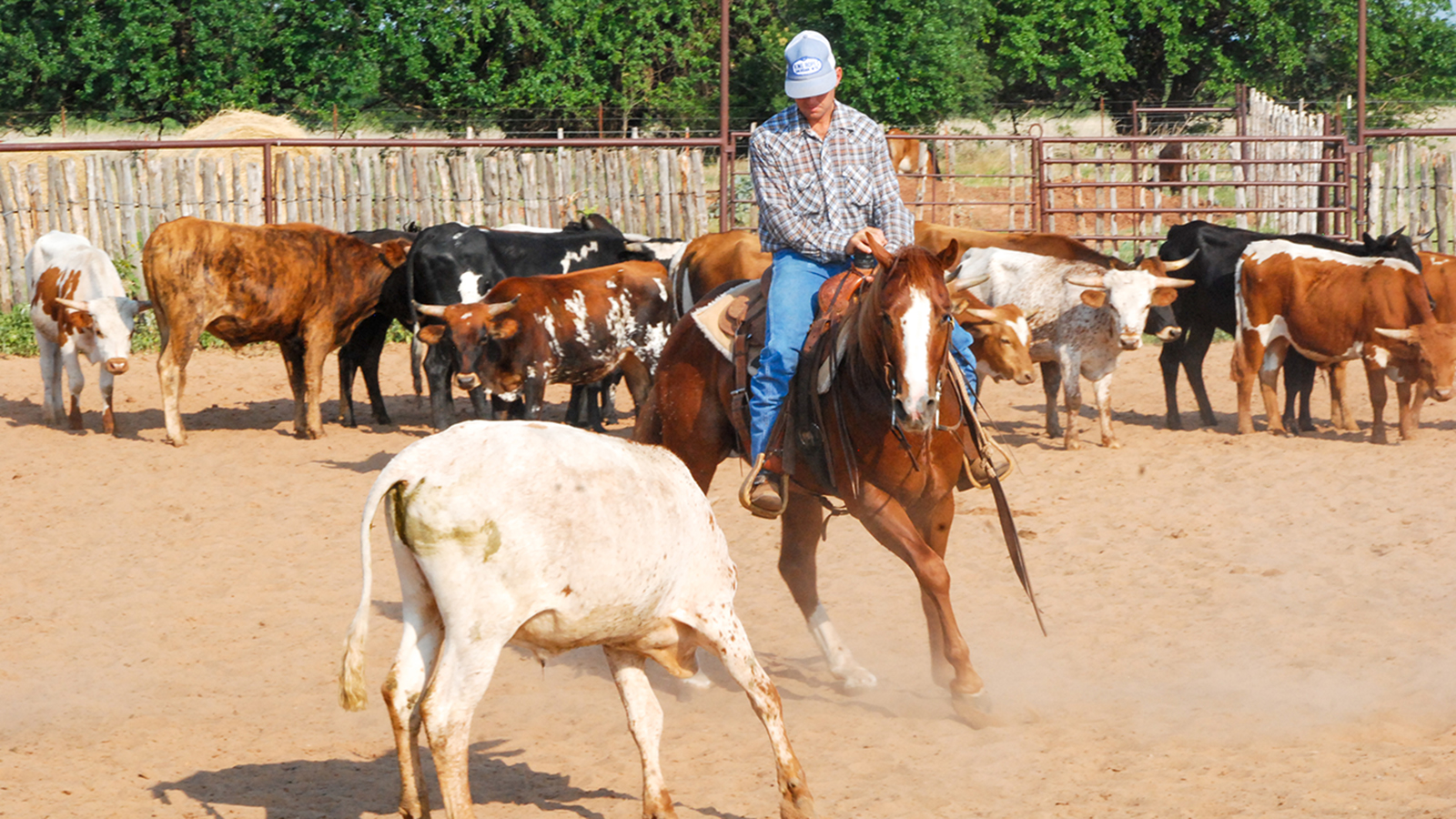 Chris Littlefield works a cow on Dulces Movin Oak