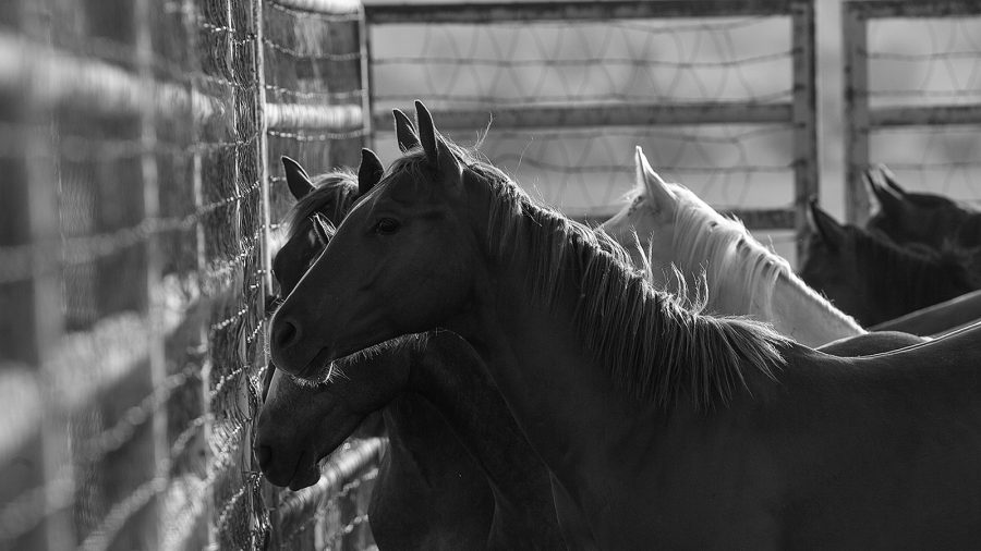 horse pasture fencing