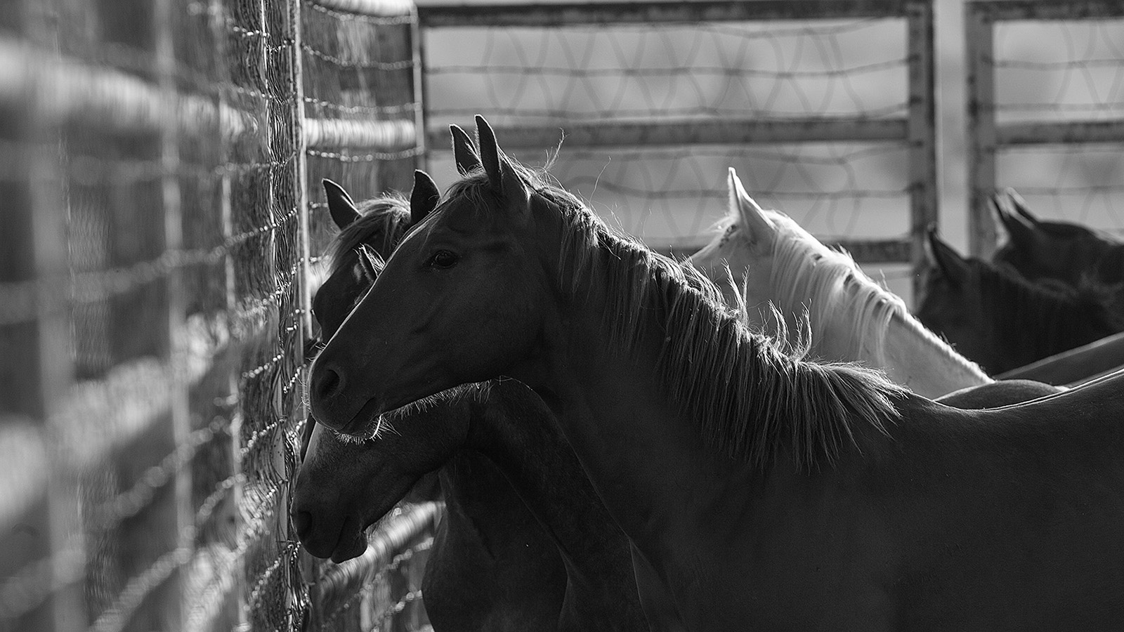 horse pasture fencing