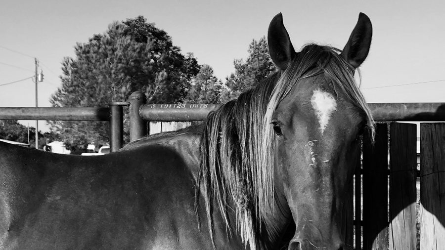 witches' knot in a horse's mane