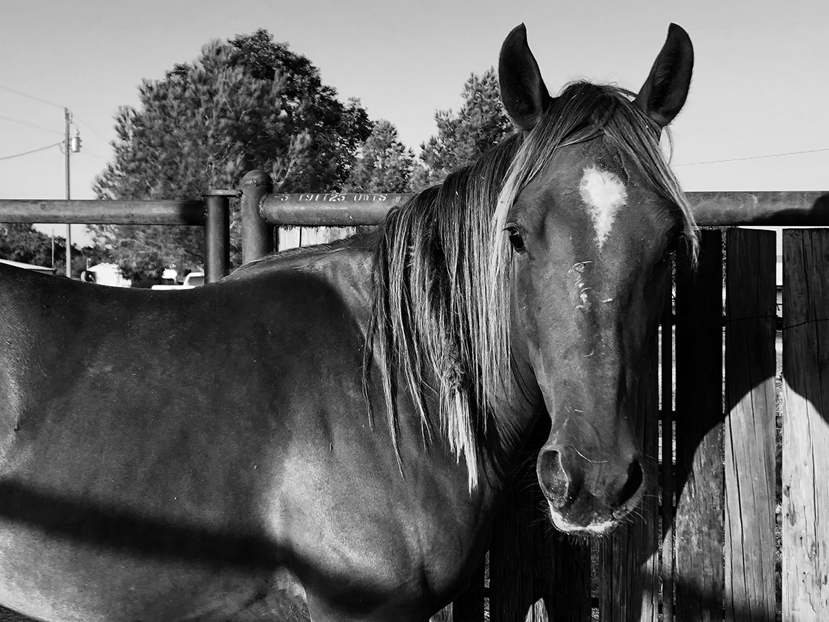 witches' knot in a horse's mane