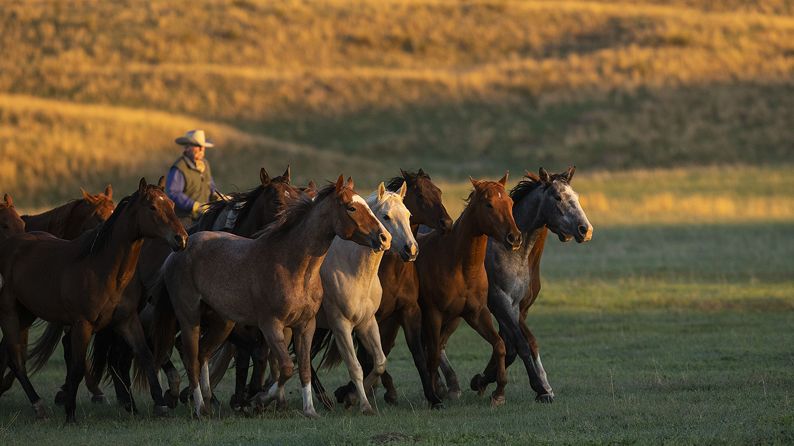 Haythorn land & cattle remuda running