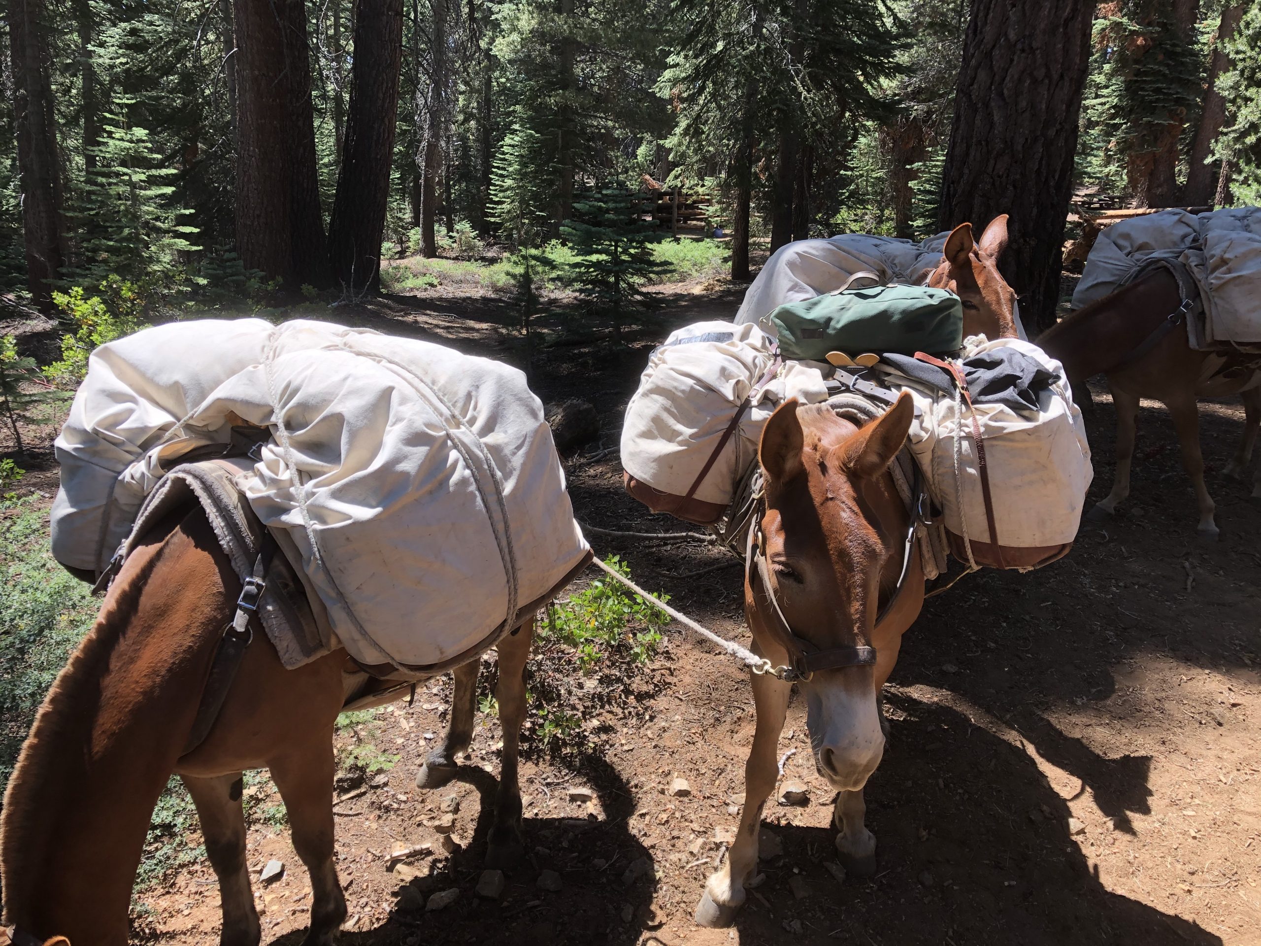 Emergency Pack Bag