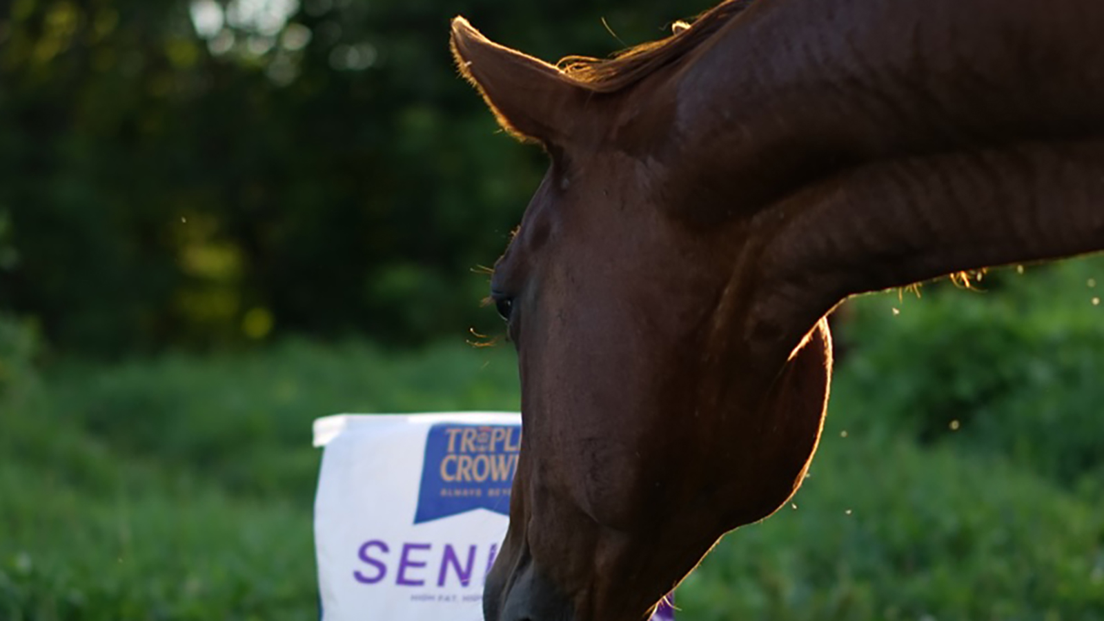 triple crown nutrition